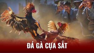 Chơi cá độ đá gà cựa sắt